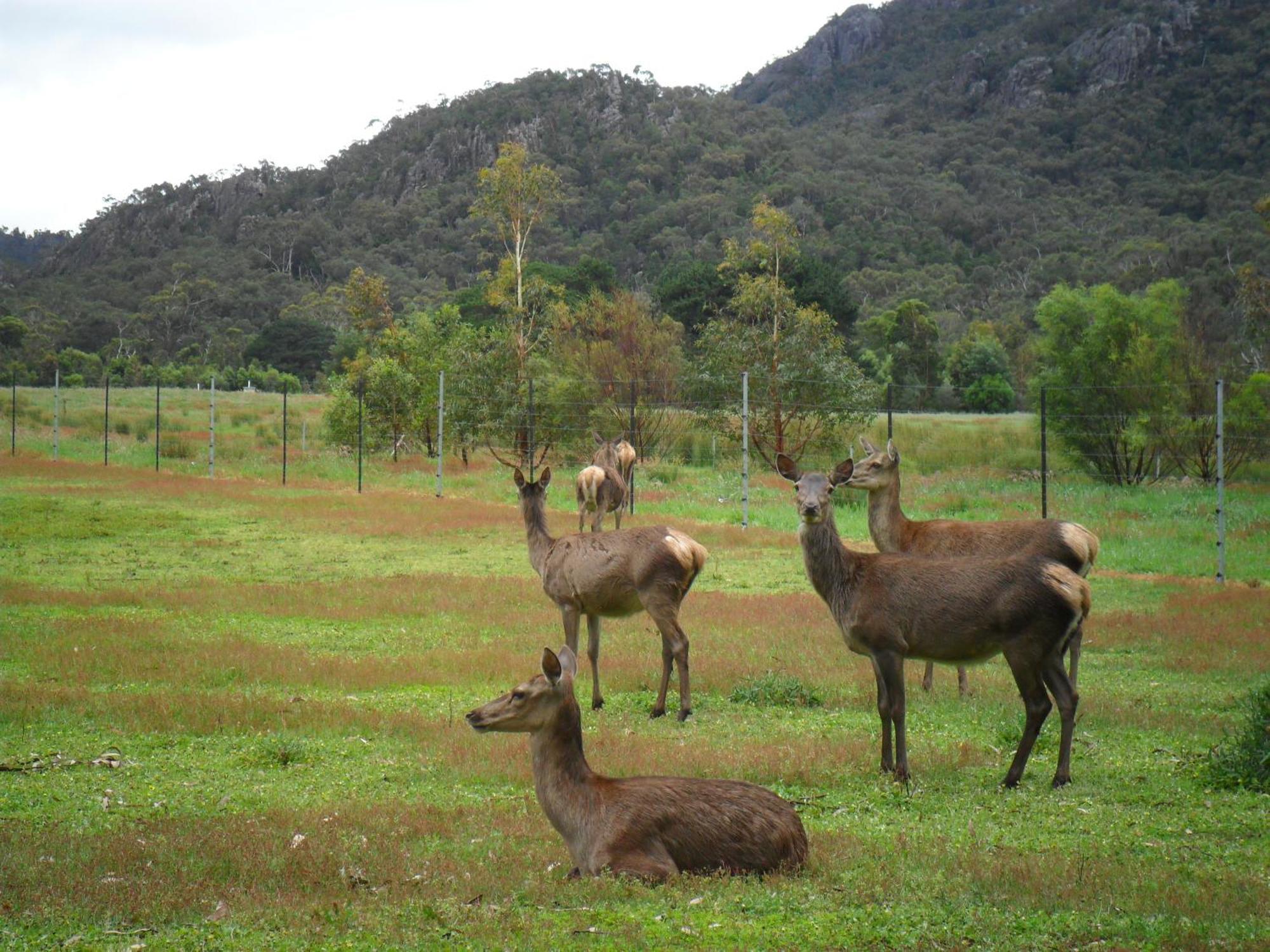 Grampians Chalets Halls Gap Exterior photo