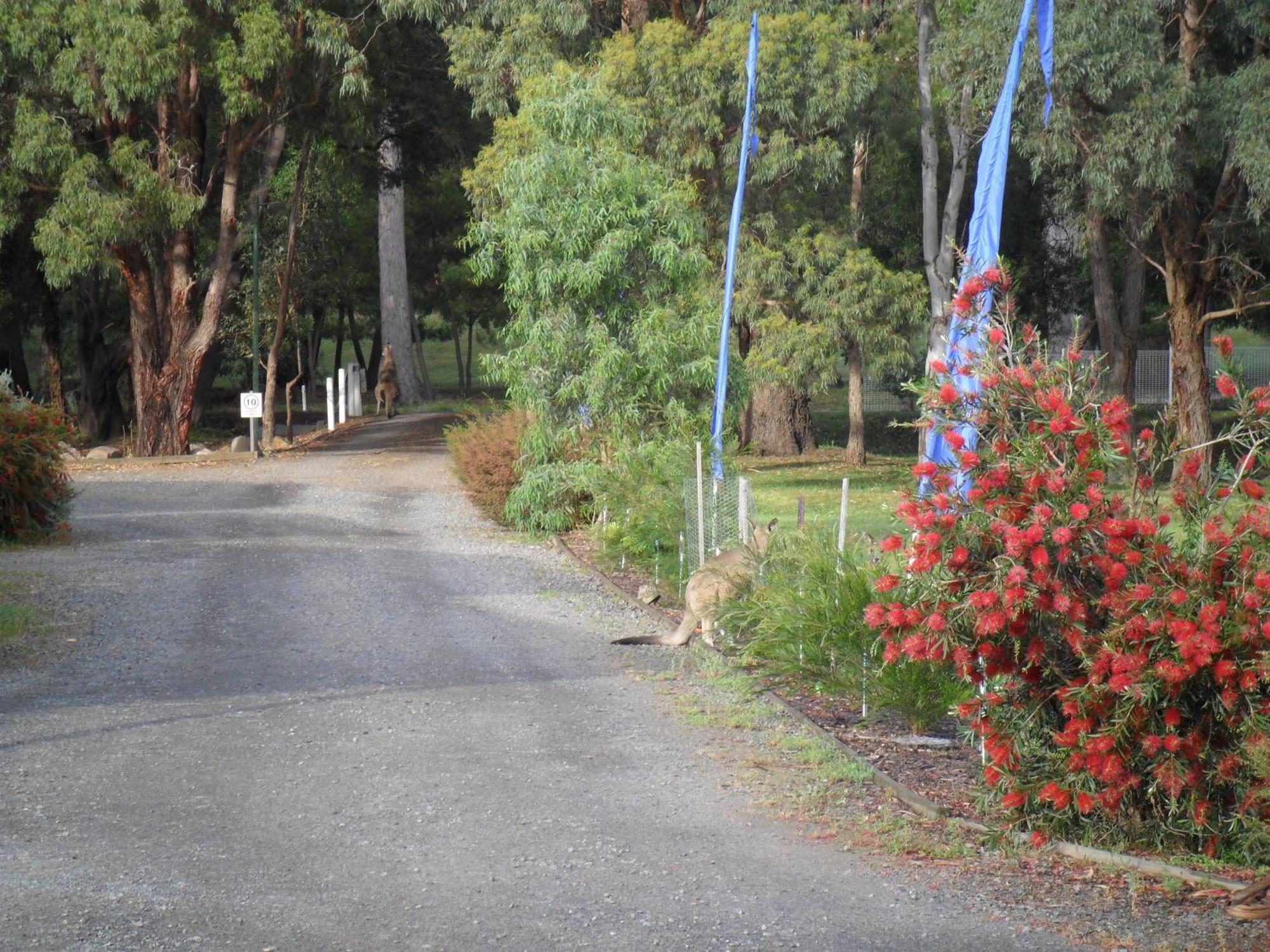 Grampians Chalets Halls Gap Exterior photo