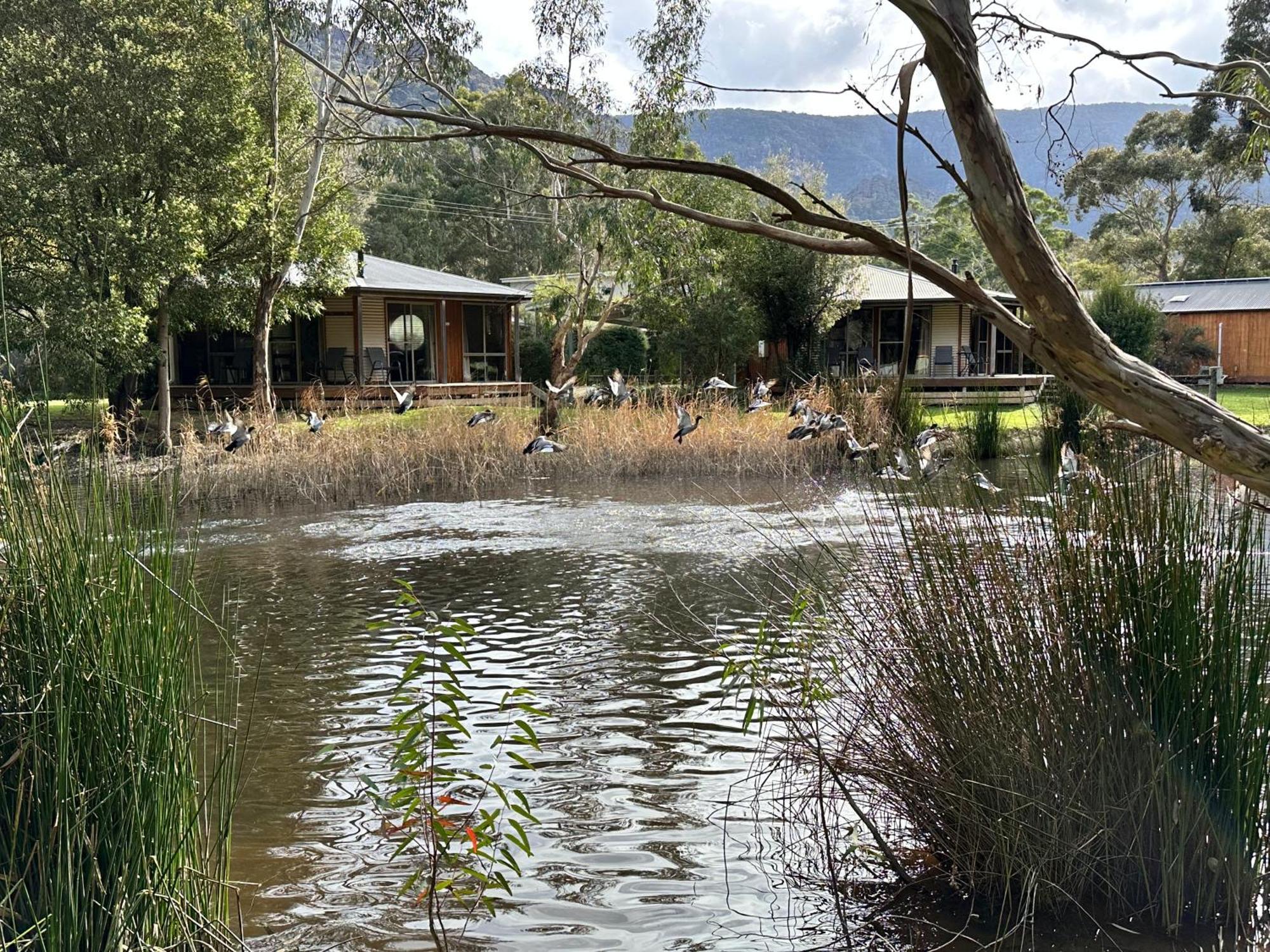 Grampians Chalets Halls Gap Exterior photo